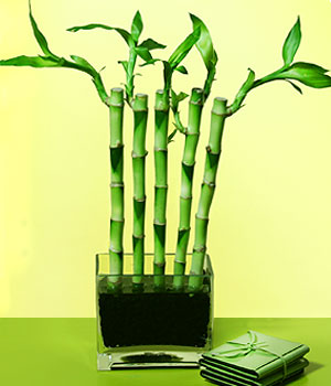  Mersin online iek gnderme sipari  Good Harmony Lucky Bamboo