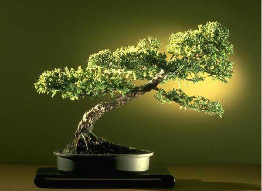 ithal bonsai saksi iegi  Mersin iek sat 