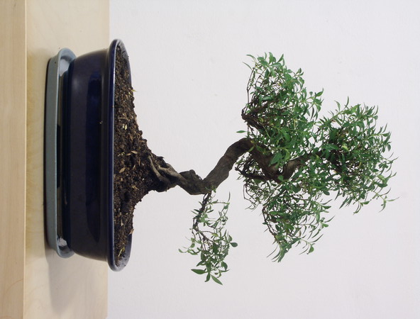 ithal bonsai saksi iegi  Mersin iek siparii sitesi 