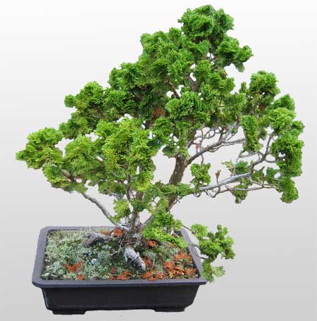 ithal bonsai saksi iegi  Mersin gvenli kaliteli hzl iek 