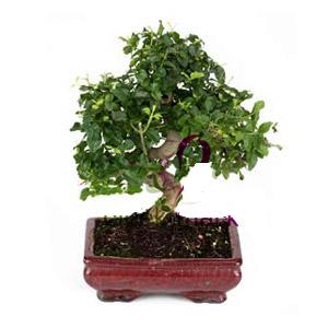 ithal bonsai saksi iegi  Mersin cicek , cicekci 