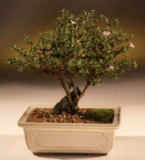 ithal bonsai saksi iegi  Mersin anneler gn iek yolla 