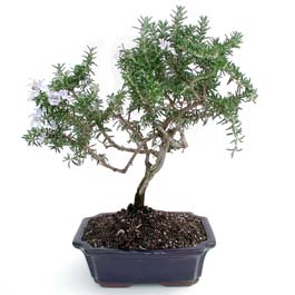 ithal bonsai saksi iegi  Mersin nternetten iek siparii 