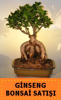 Ginseng bonsai sat japon aac  Mersin iekiler 