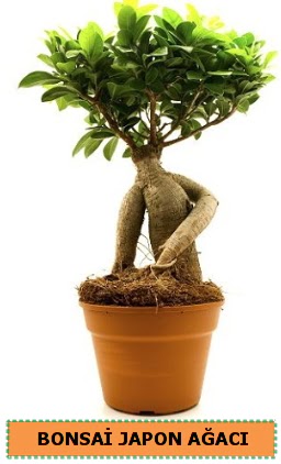 Bonsai japon aac sat  Mersin 14 ubat sevgililer gn iek 