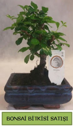 Bonsai ithal grsel minyatr japon aac  Mersin iek gnderme 