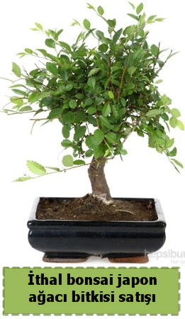 thal bonsai saks iei Japon aac sat  Mersin gvenli kaliteli hzl iek 