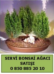 BONSA 3 L SERV BONSA AACI  Mersin nternetten iek siparii 