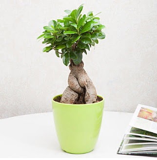 Ficus Ginseng Bonsai  Mersin online iek gnderme sipari 