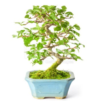 S zerkova bonsai ksa sreliine  Mersin gvenli kaliteli hzl iek 